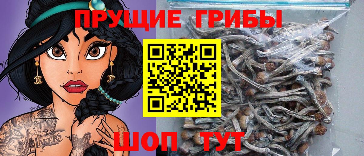 купить наркотик  Вход с VPN  Алатырь  Псилоцибиновые грибы GOLDEN TEACHER 